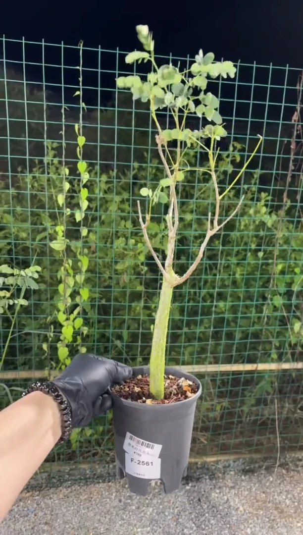 普米拉凤凰木F-2561