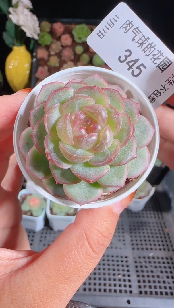 1117-345甘棠麦秆群生不包整