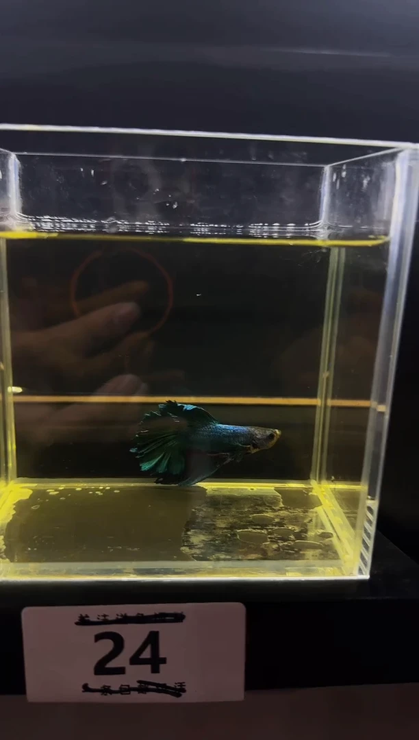 斗鱼直播竞拍链接24