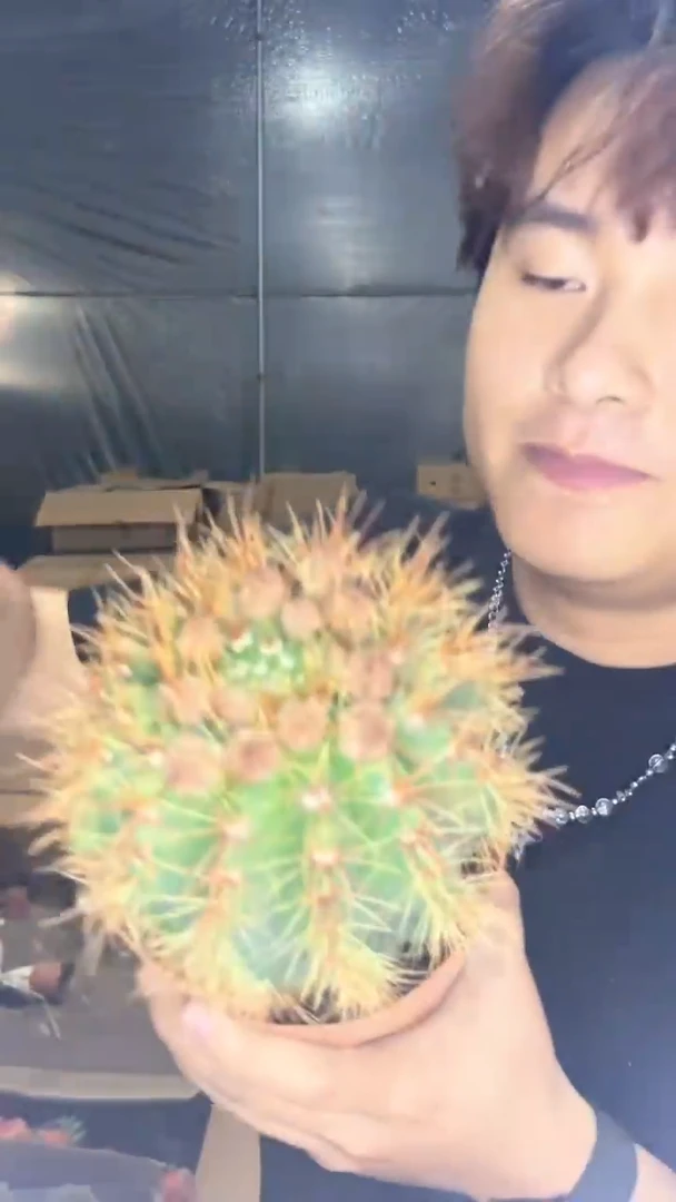 红花青丸【带花苞】11-15cm