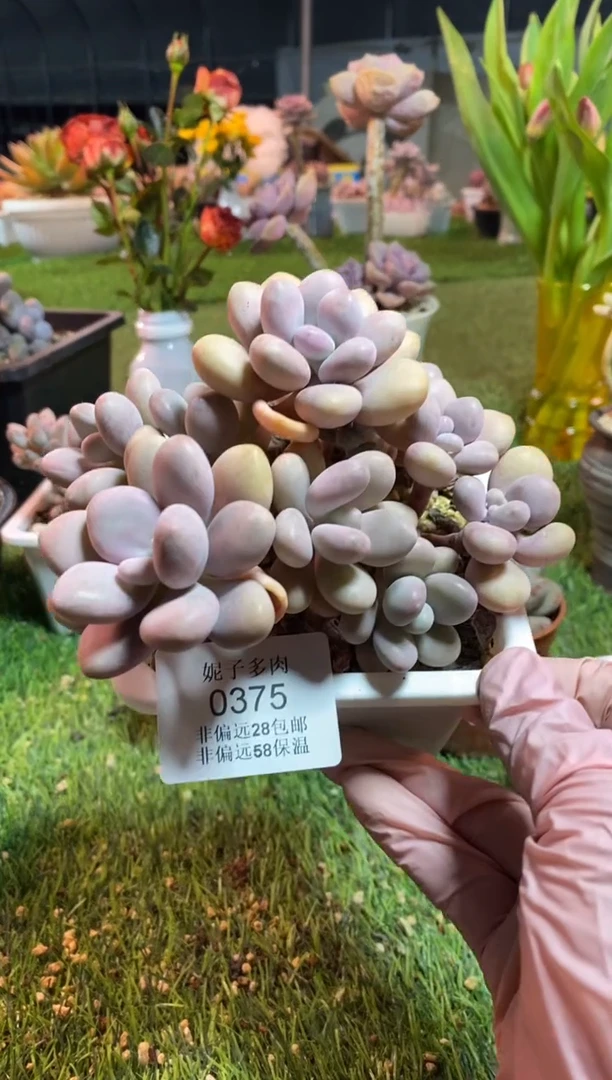 【闪购商品】0375a