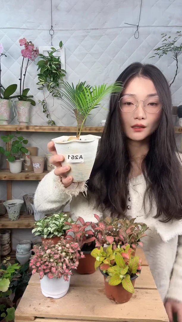 无花朵251植物加盆