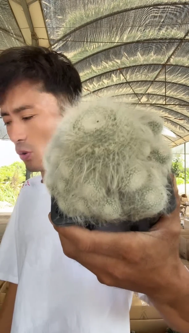 自根雪猿玉翁69.99