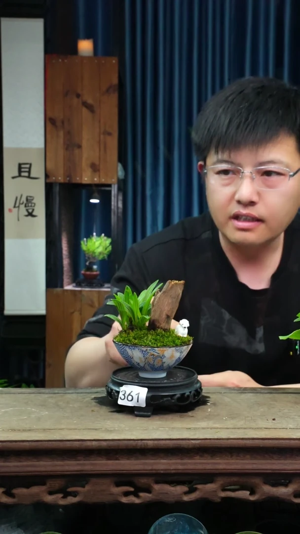 苔藓微景观361号