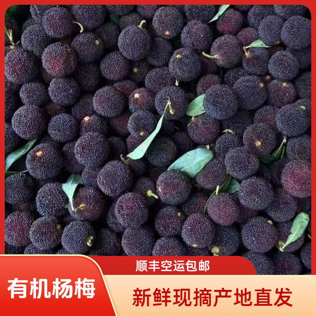 【顺丰空运】有机2025年云南石屏高山新鲜杨梅早熟梅现摘现发酸甜