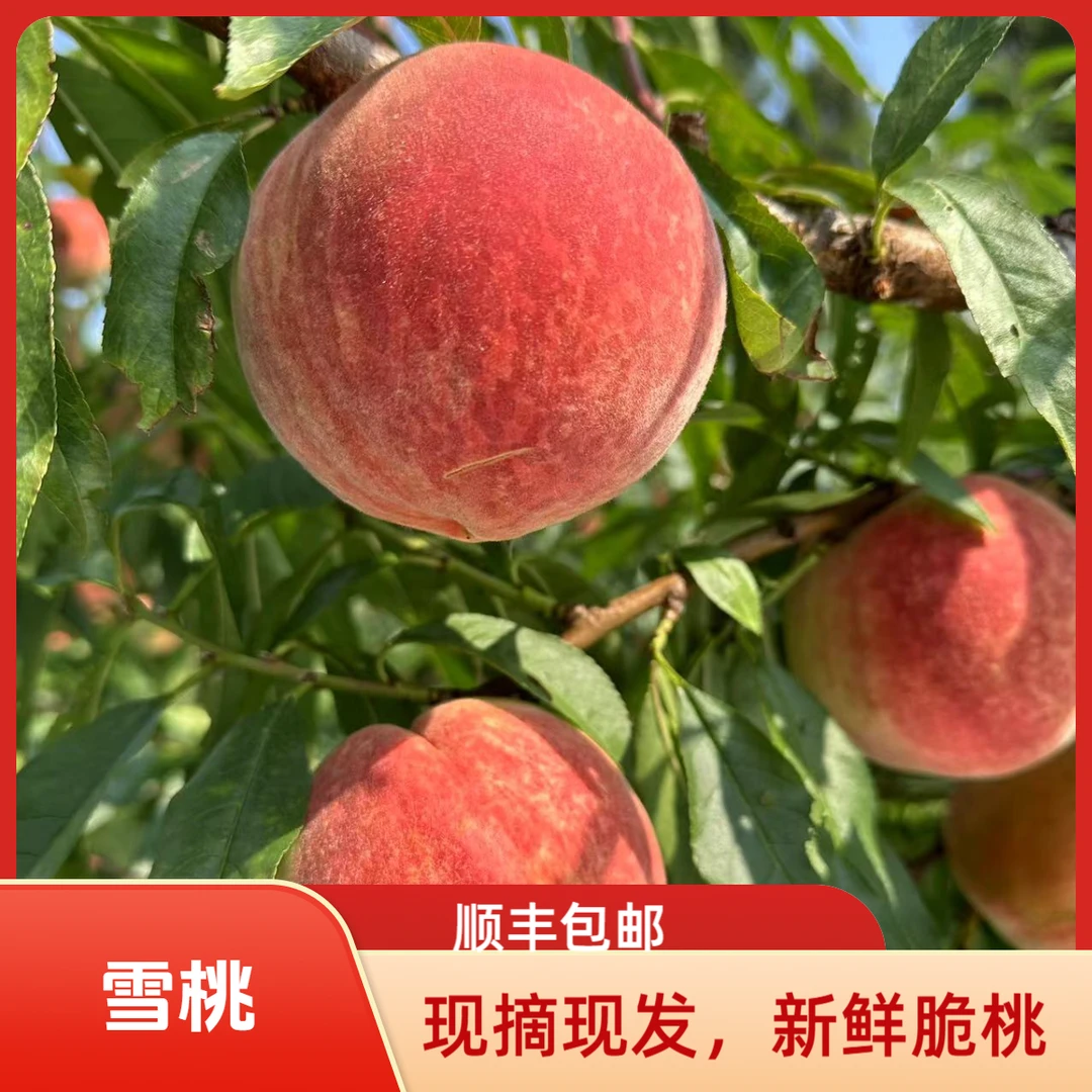 【顺丰包邮】大凉山雪桃脆桃现摘现发新鲜脆甜当季应季中华世纪雪桃