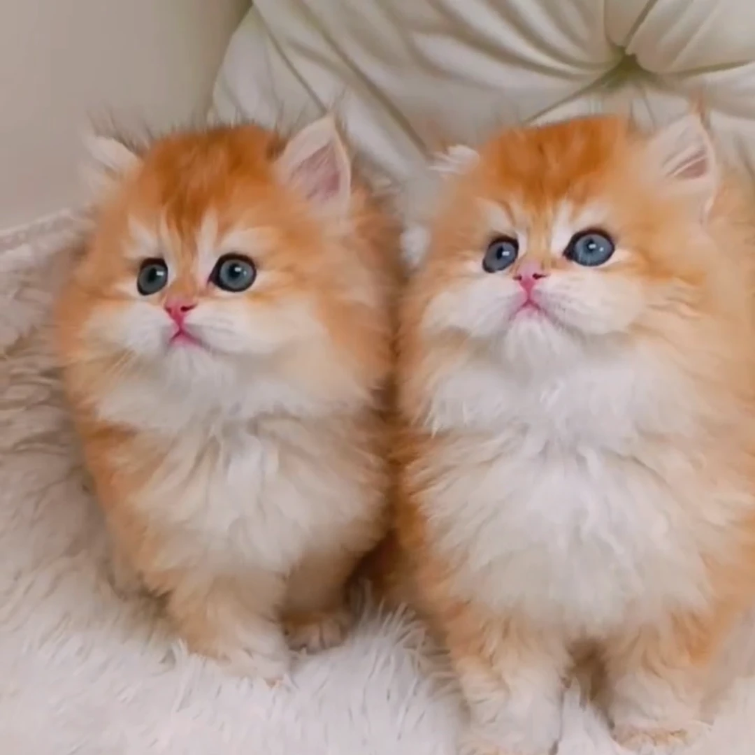 莉莉家的精品猫咪