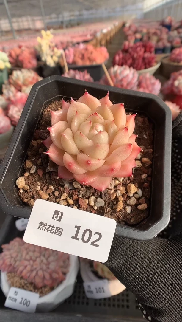 102麦秆多肉植物一物一拍