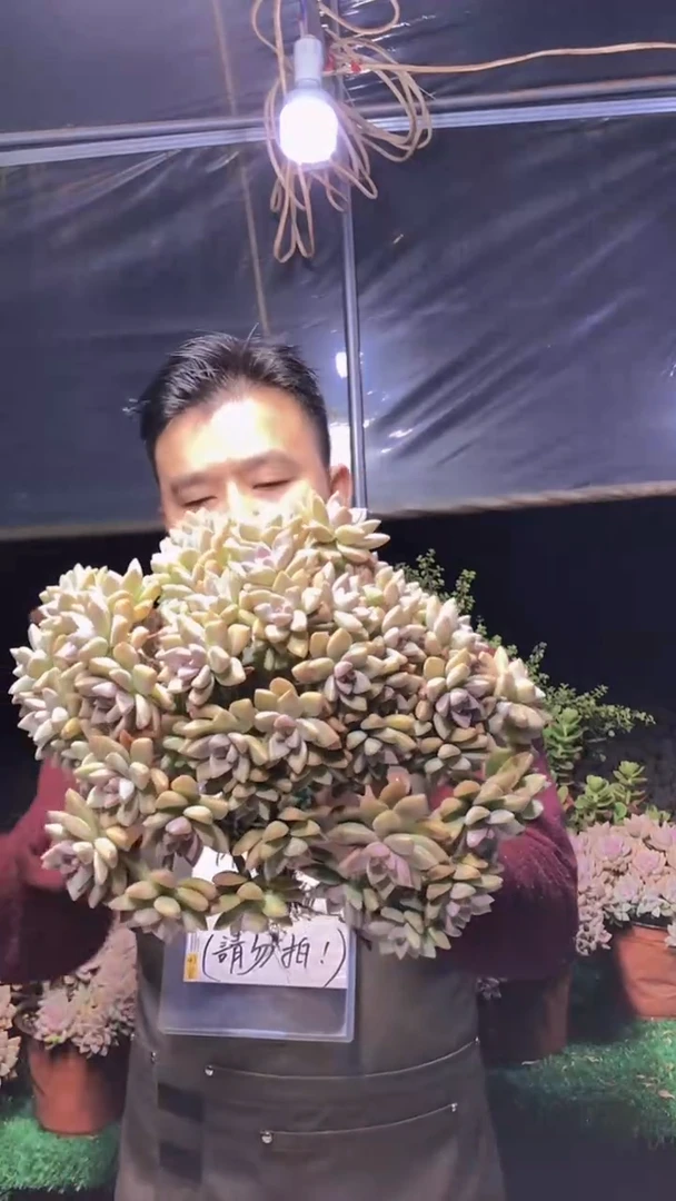 143淡雪缀化一物一拍