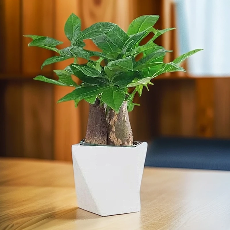 三杆发财树盆栽植物室内办公室好养绿植水培客厅花卉小盆景仓