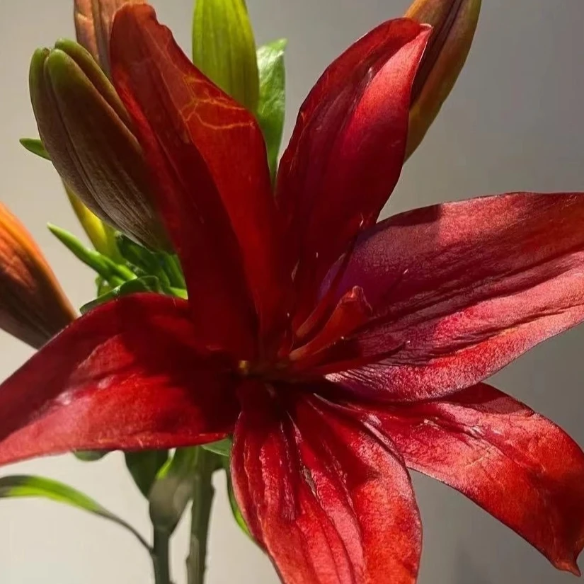 红色亚洲百合（东北基地直发）全国顺丰包邮