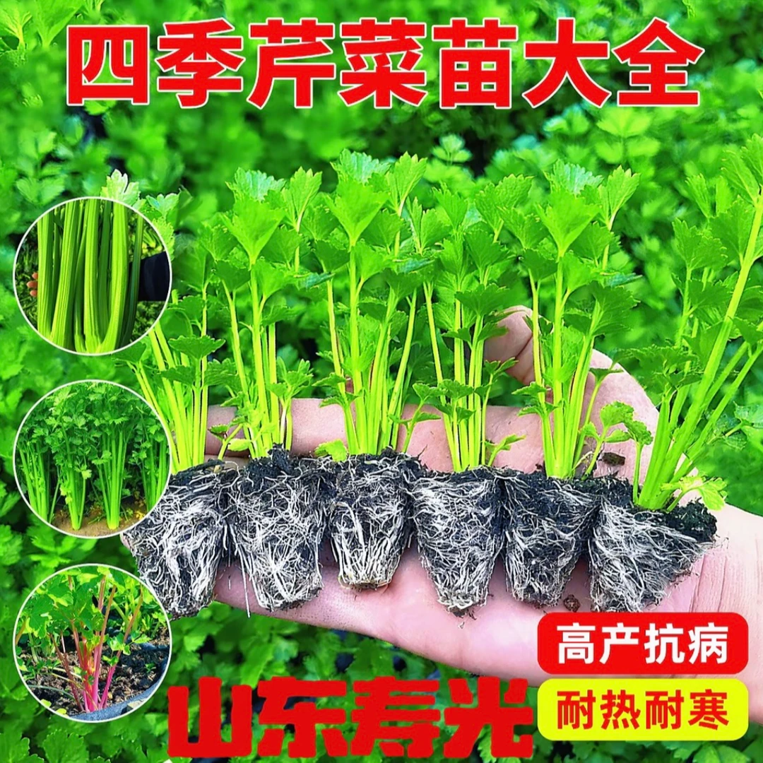 皇后芹菜苗四季种植阳台盆栽地栽多茬采收带土球苗场直发