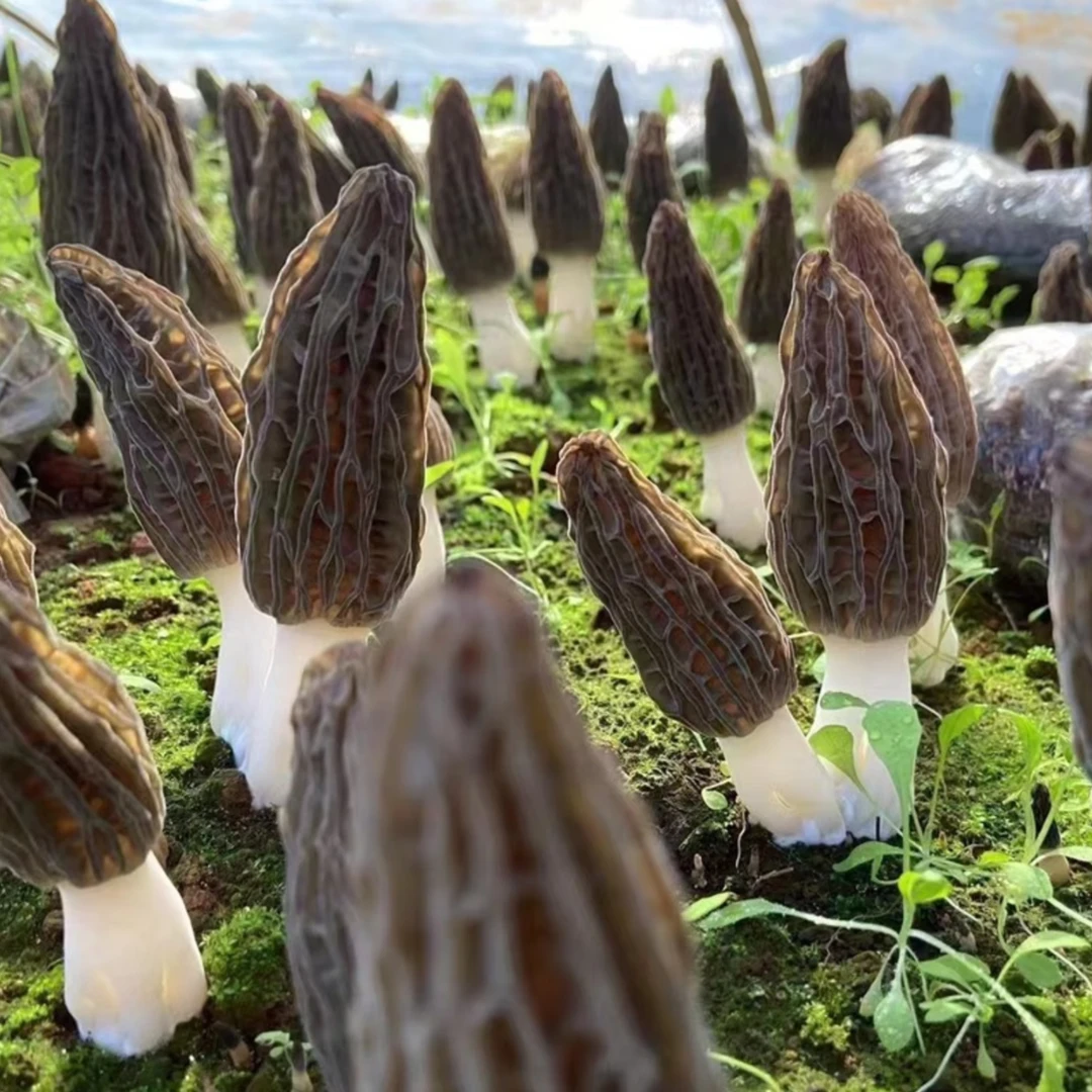 【鲜羊肚菌】2025年头茬鲜菇鲜羊肚菌（中大个）