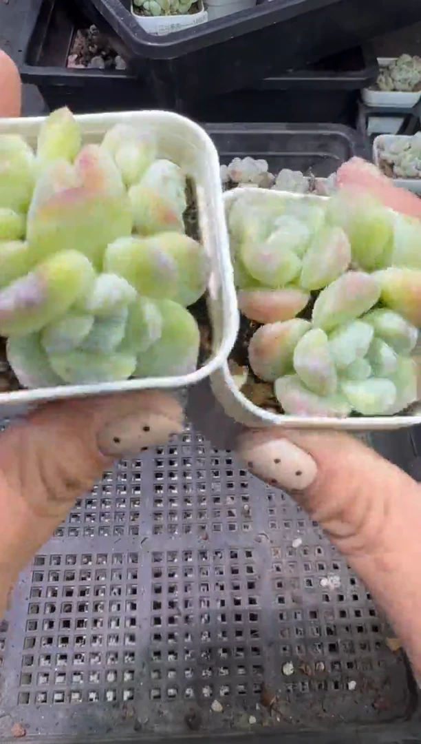 273号江北多肉-到手（2）棵