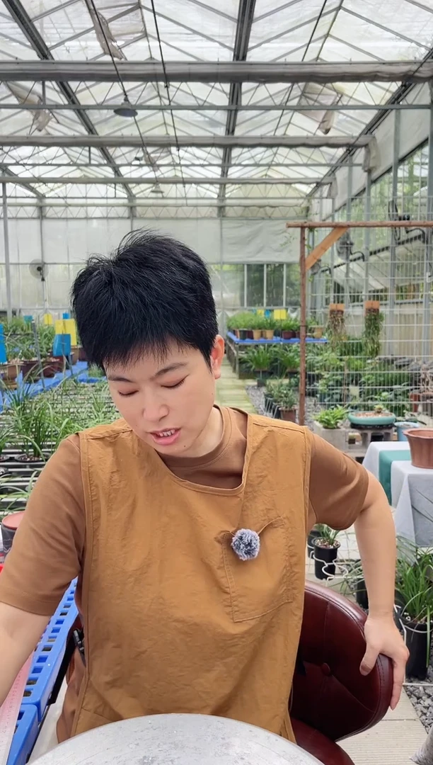 当前无花朵，栽培后可花朵善***～翠盖，，，善峰君兰，，，