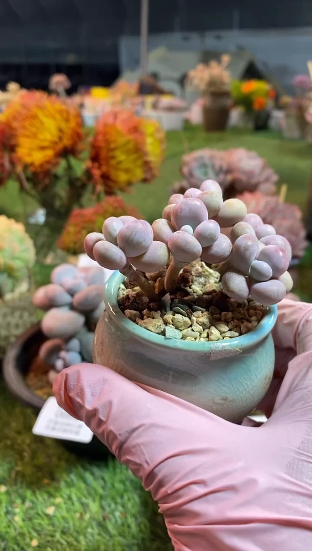 【闪购商品】0665a