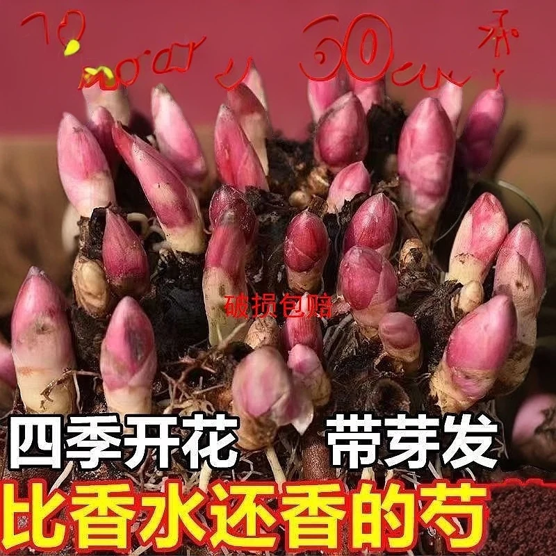 【带芽发货】芍药重瓣根块庭院花卉观花地栽多年生室内外盆栽植物