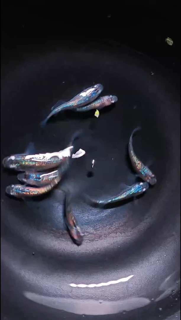 青鳉鱼观背青鳉013