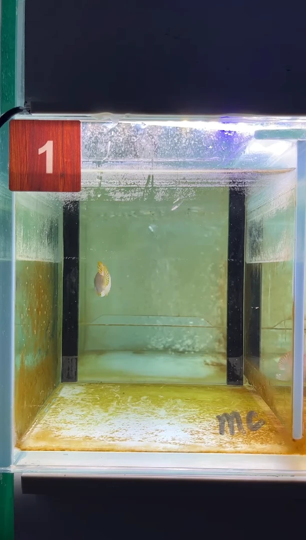 海水鱼三湖慈鲷人工
