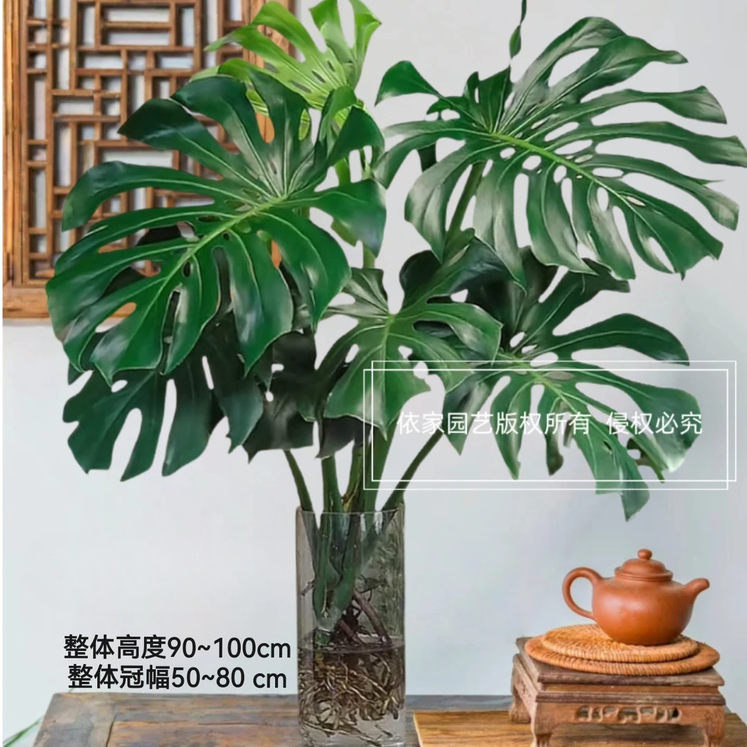 90~100cm翡翠【超巨叶大型龟背竹】室内客厅ins风高级感前台办公室