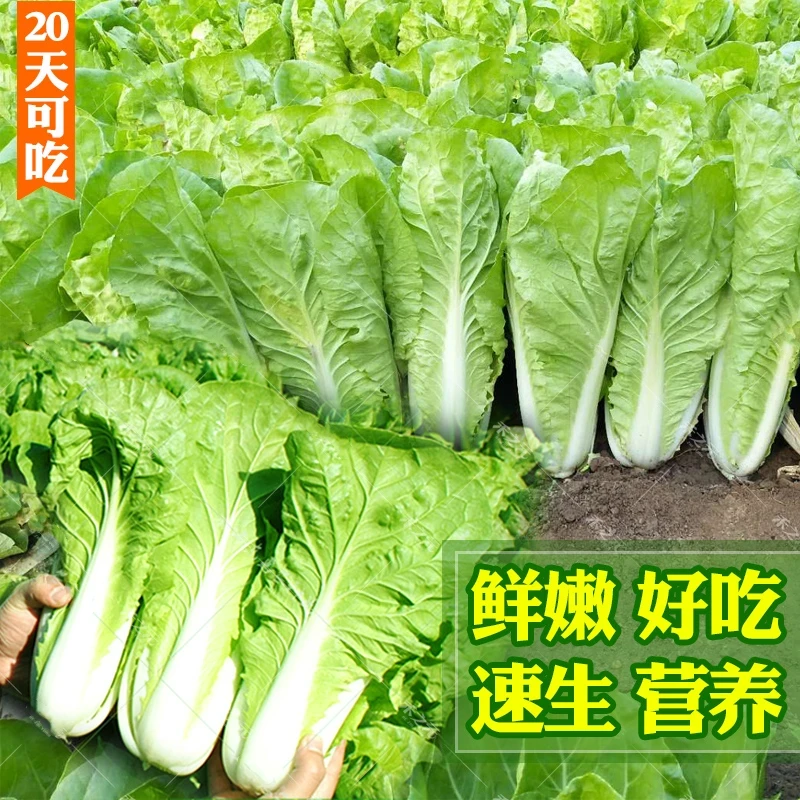 【四季速生快菜】快菜种子奶油小白菜耐热耐寒阳台盆栽农家蔬菜种子