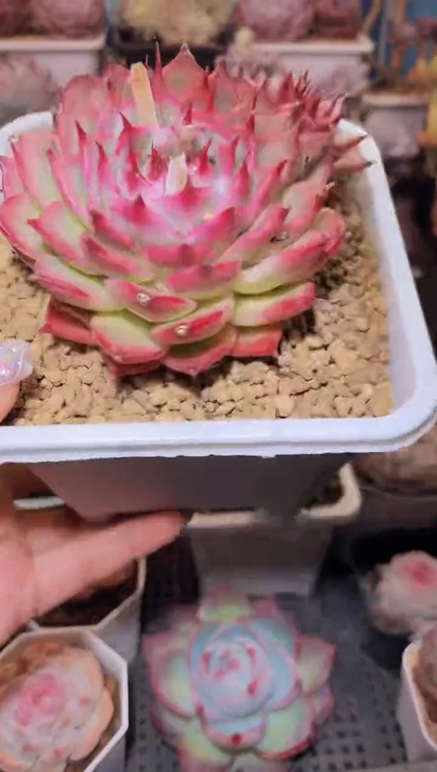 【闪购商品】321托斯卡内利