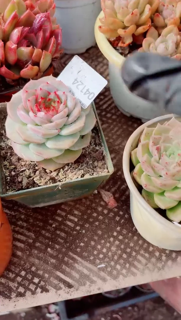 陈**气跃跃精品多肉04124