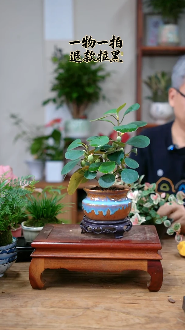 完全开放京****询菩提110