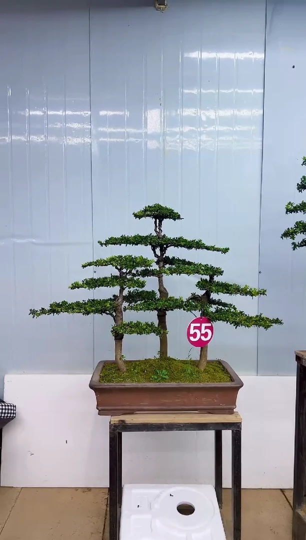 无花朵一物一拍，所见即所得