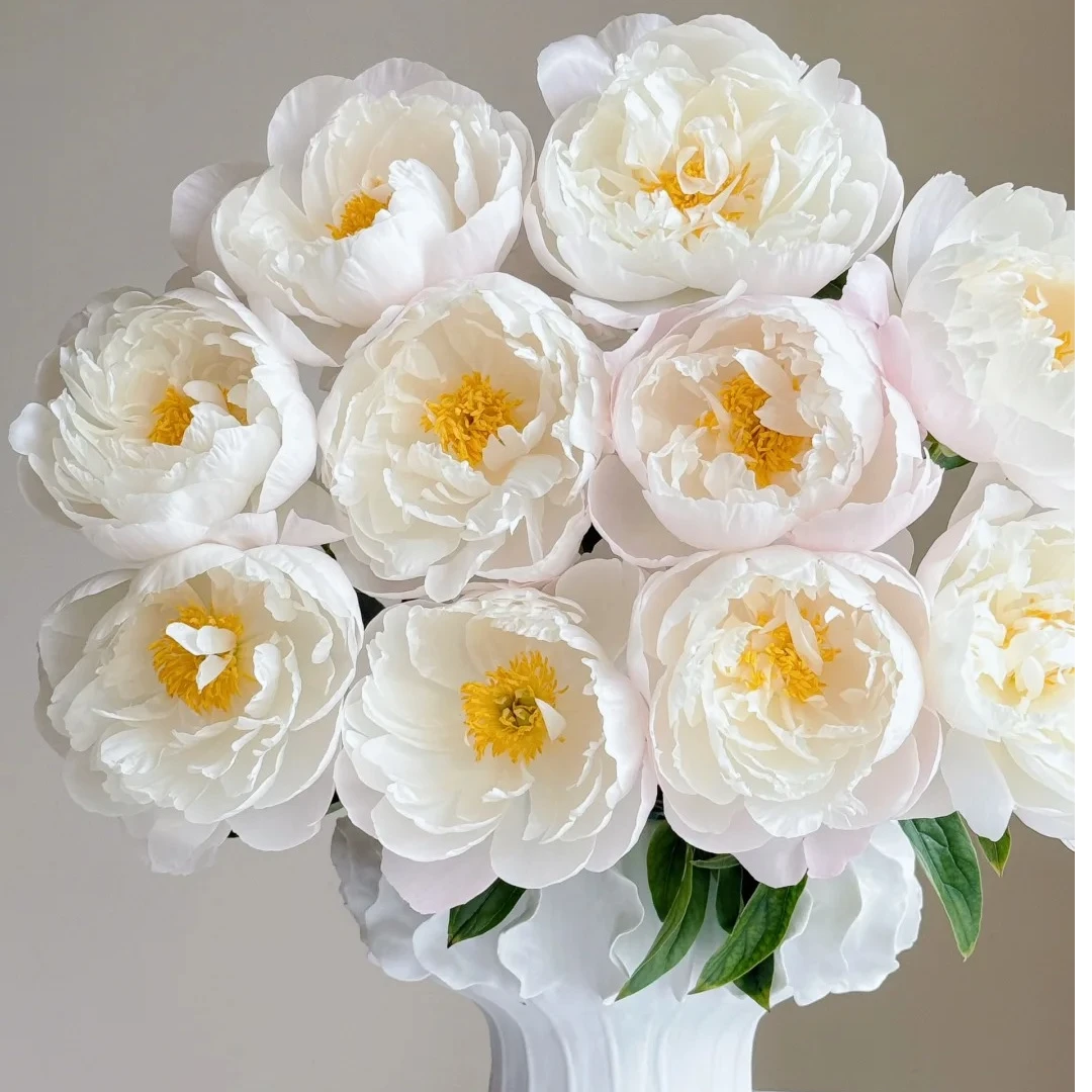 微开【美国小姐/五月小姐】重瓣芍药基地直发高品质鲜切花生活鲜花