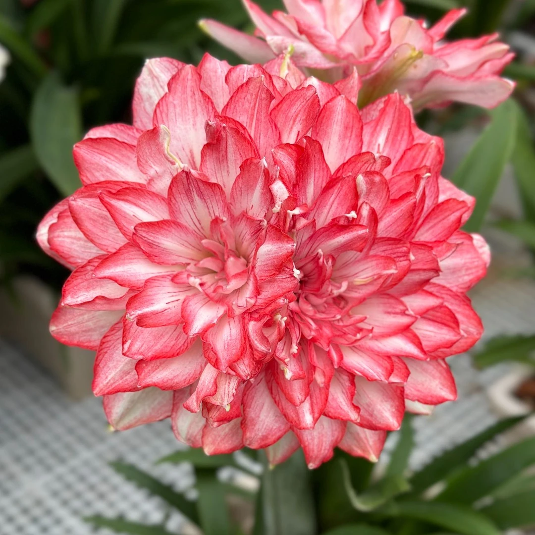 【蒂卡梦露】重瓣大花朱顶红基地直发自然球好养易活懒人花卉盆地栽