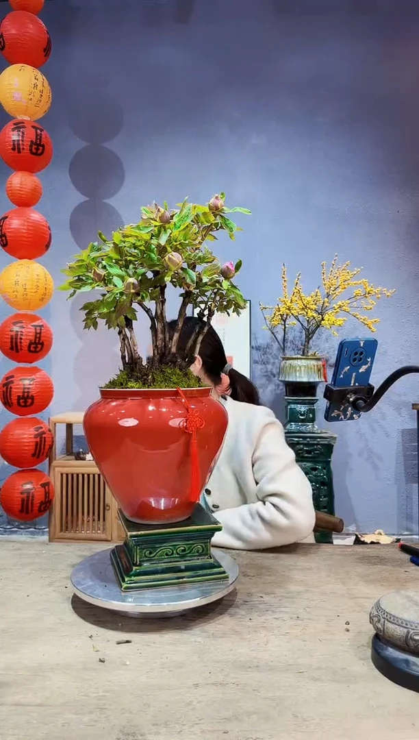 【闪购商品】盆景牡丹