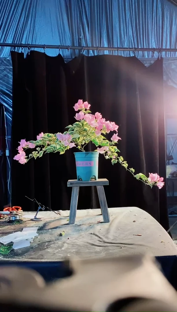 全部花朵中国丽人三角梅1