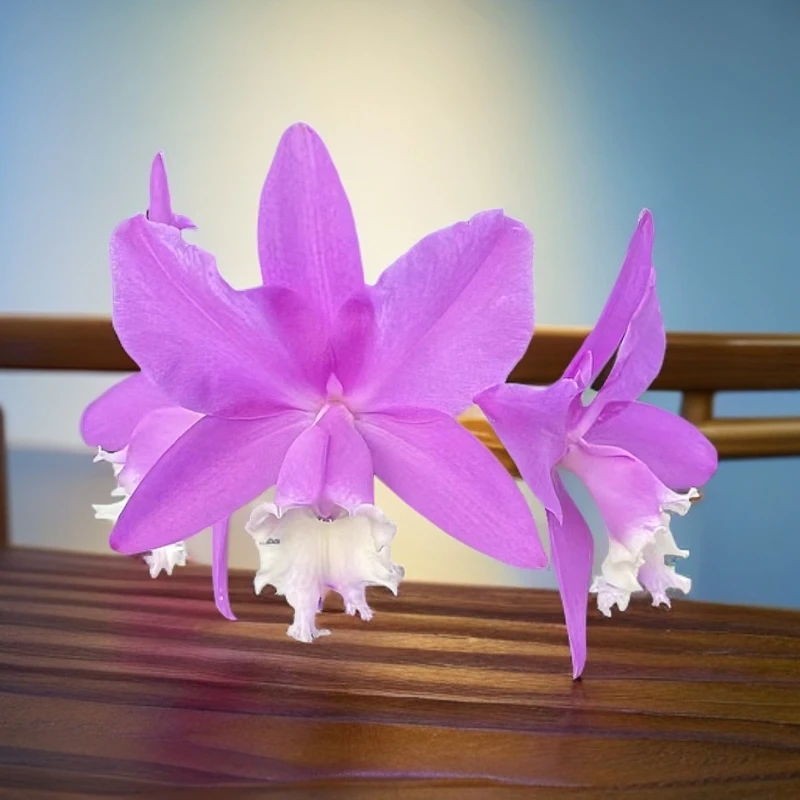卡特兰 花大花粉 复色花  适合盆栽  可室内室外养
