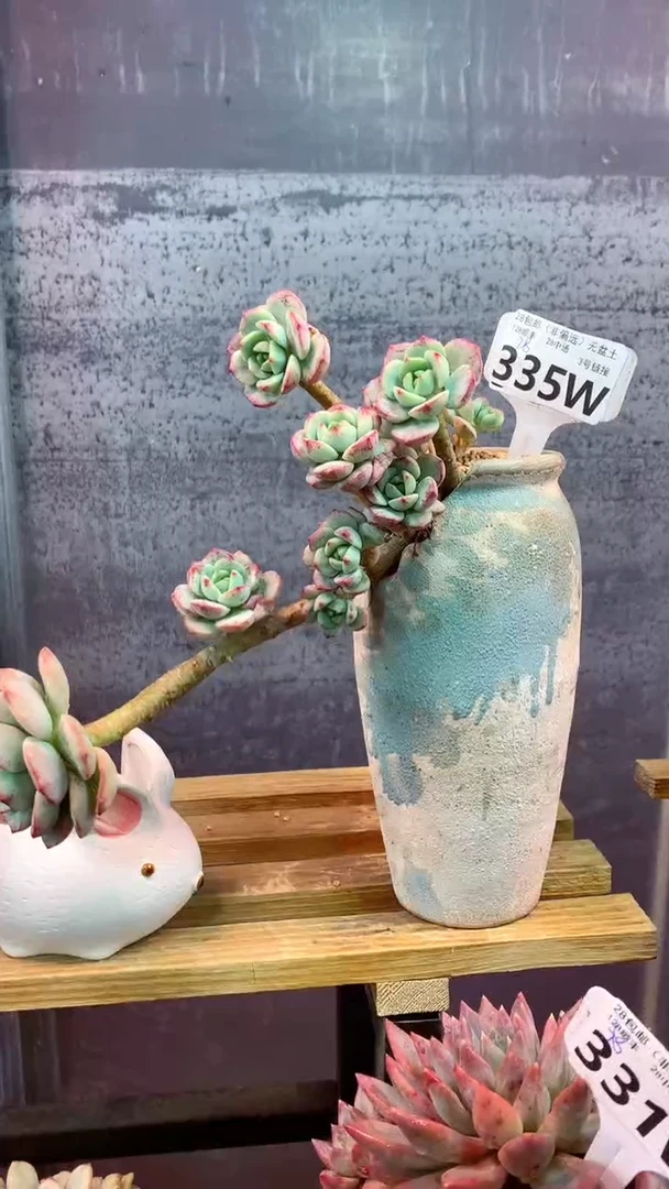 335W（一物一拍，精品多肉，w所见即所得 ）
