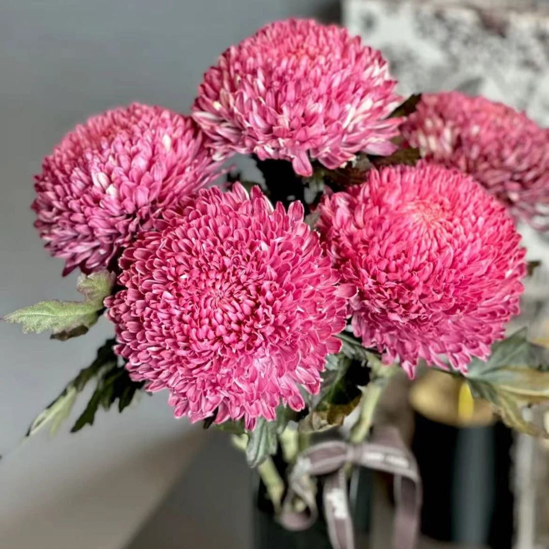 【一品花集】双L【布朗尼】牡丹菊