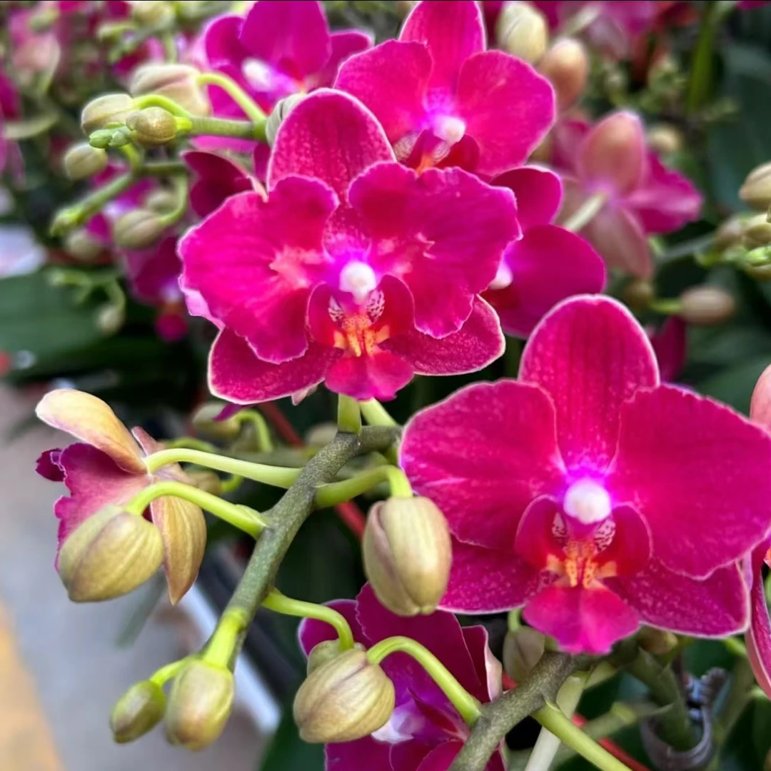 浓香型 爆花 2个花剑【樱桃香妃】蝴蝶兰叶片瑕疵