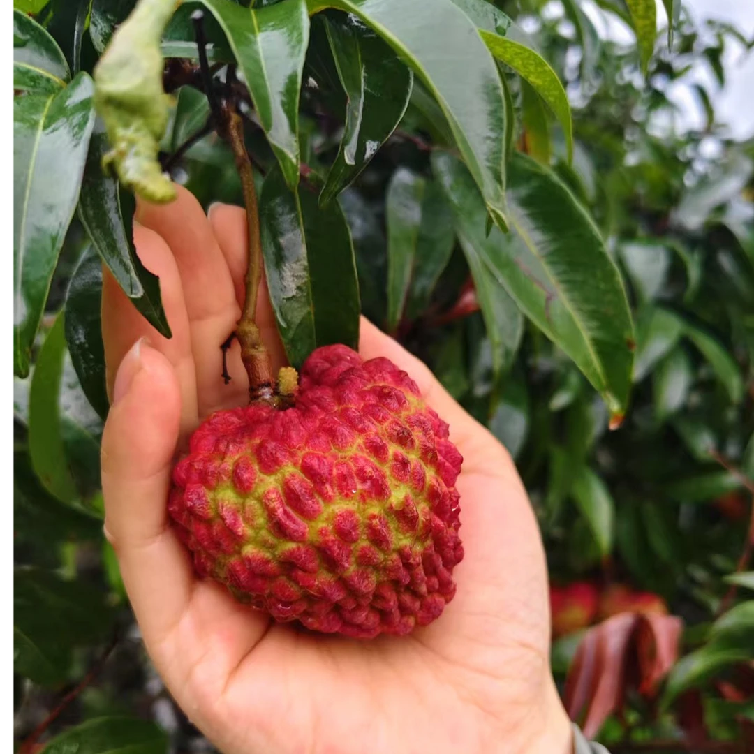 首发【海南荔枝王】自家果园现摘现发新鲜饱满爽口2.5斤/4.5斤