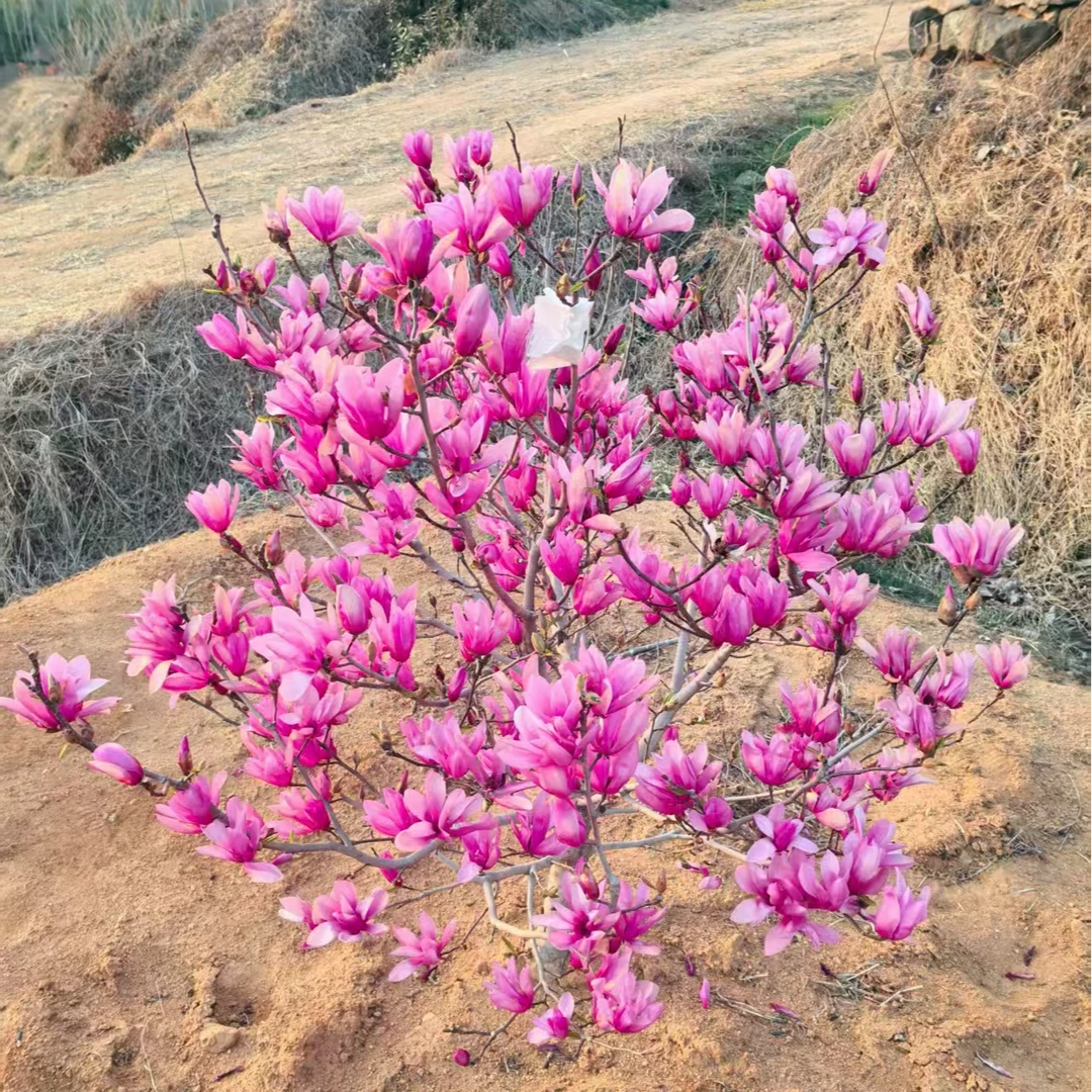 花卉苗木盆栽地栽苗庭院种植一物一拍红色粉色白色花