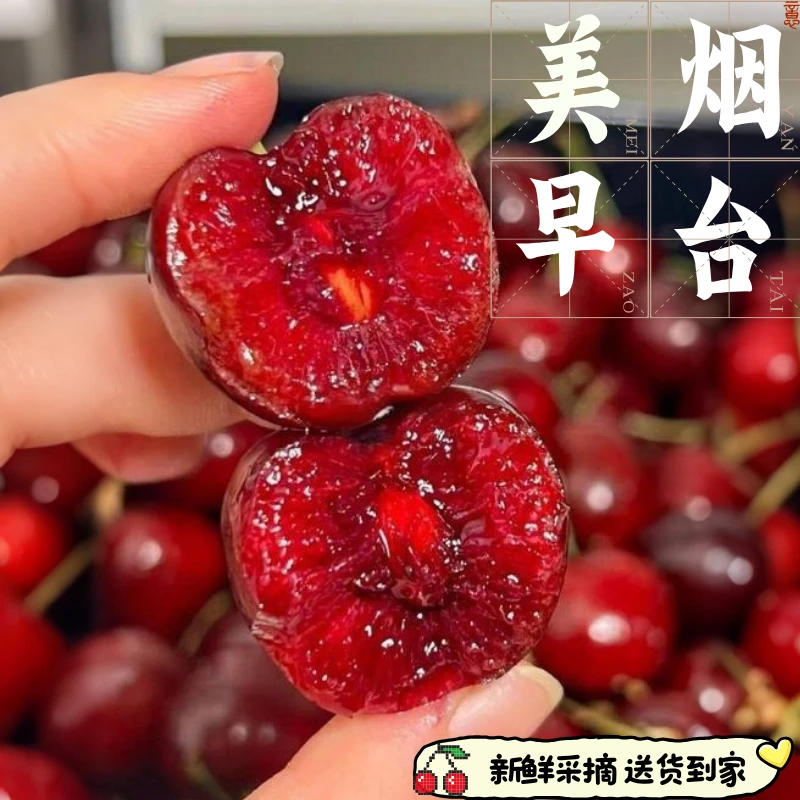 【美早】烟台大樱桃现摘现发实惠装山东美早车厘子孕妇新鲜水果