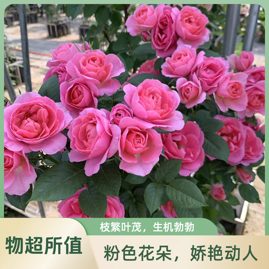 粉色淑女月季月季花多头耐寒耐热棒棒糖棒棒糖月季花树
