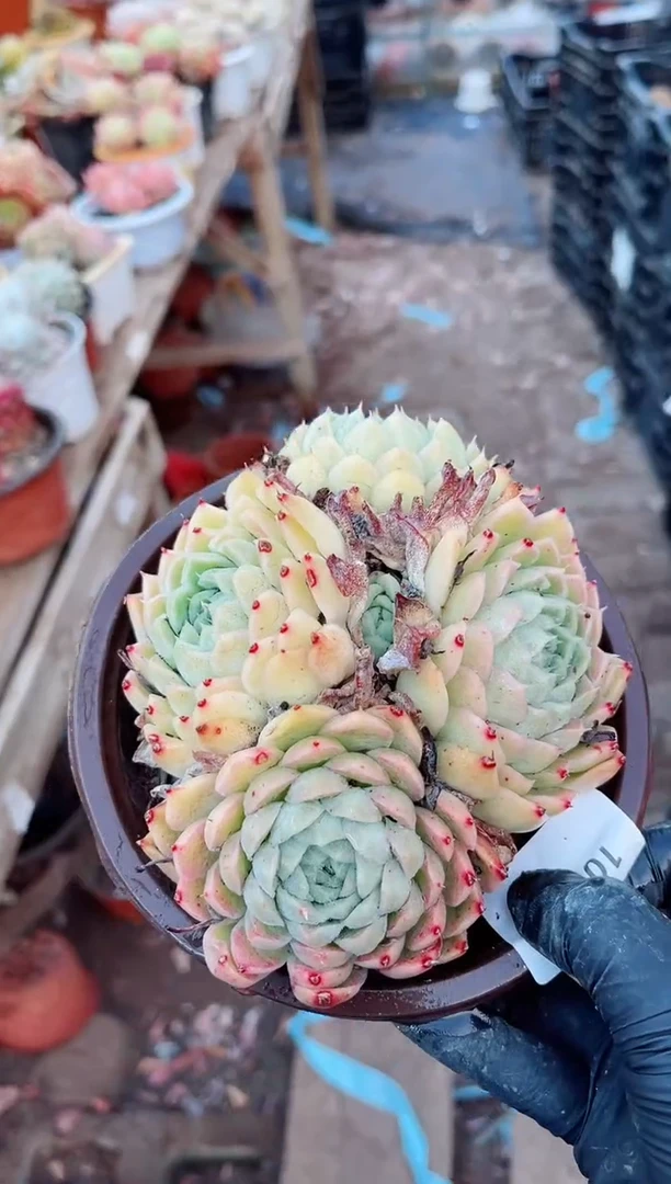 【闪购商品】10121