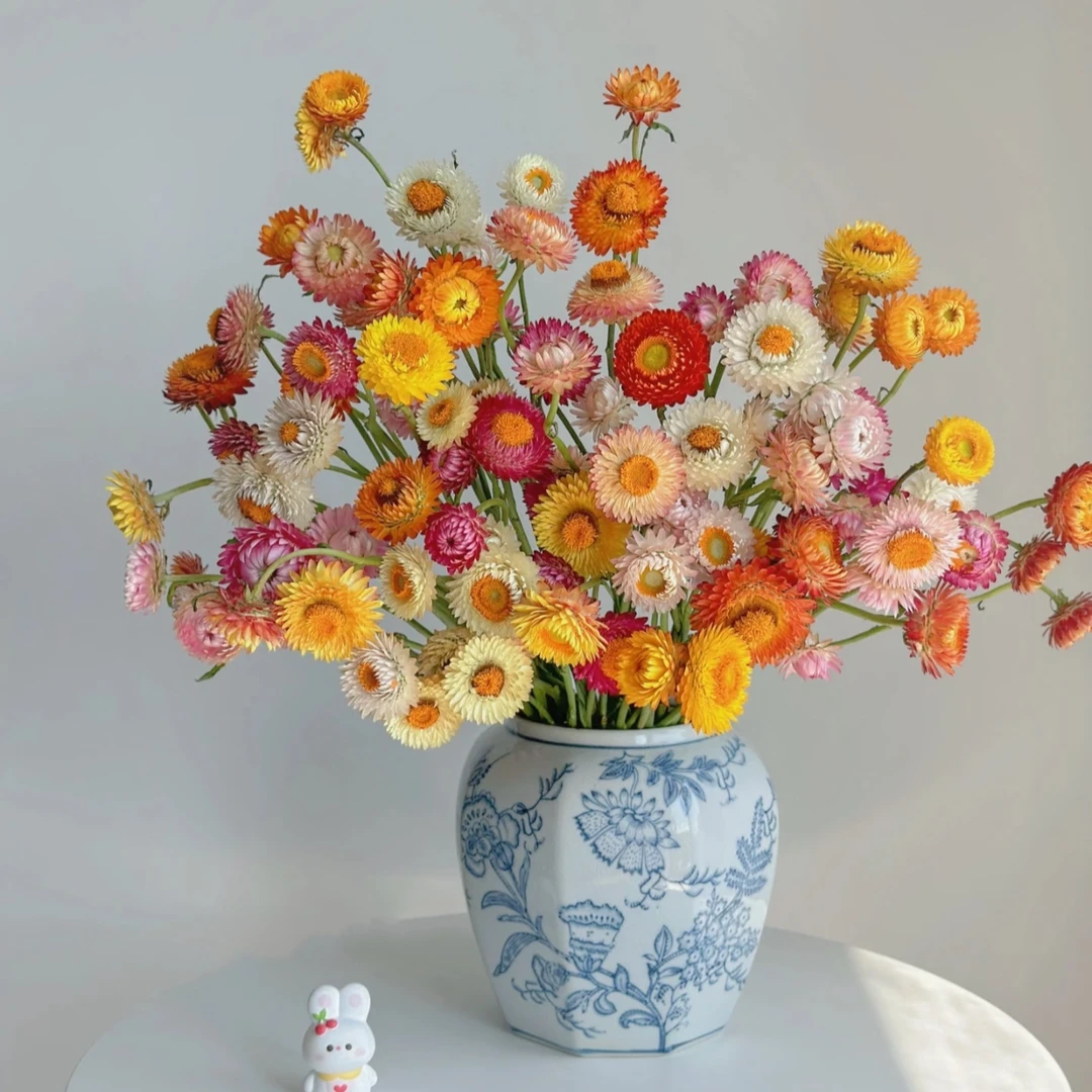 麦秆菊 可做干花 云南基地现采现发 顺丰包邮