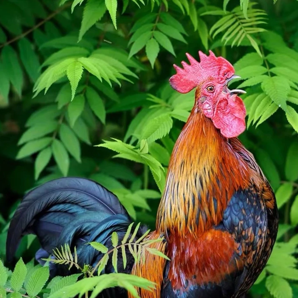 四川农村散养散放土老公鸡