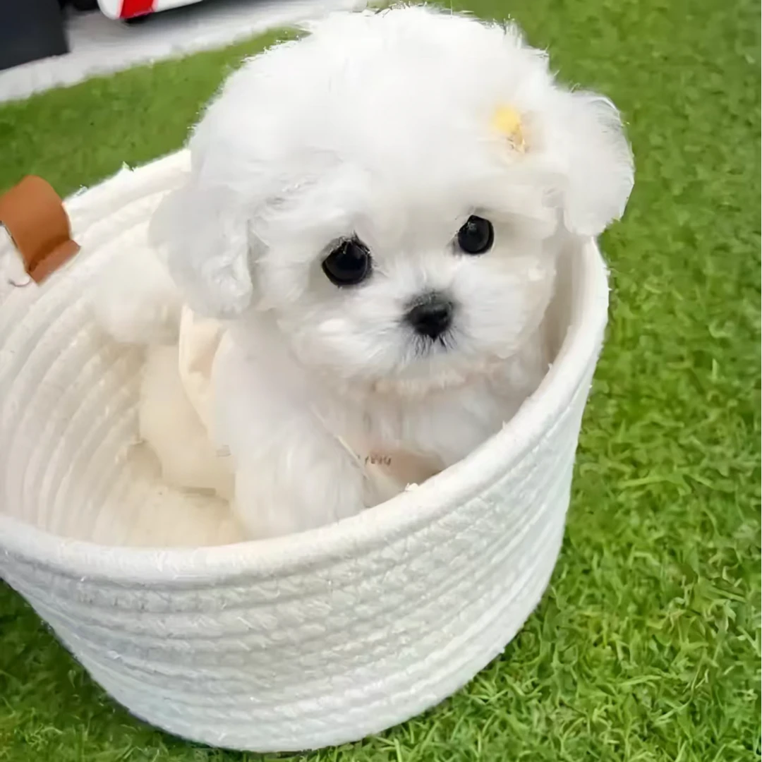 新语家韩系比熊 狗狗活体 1号链接（不包邮）