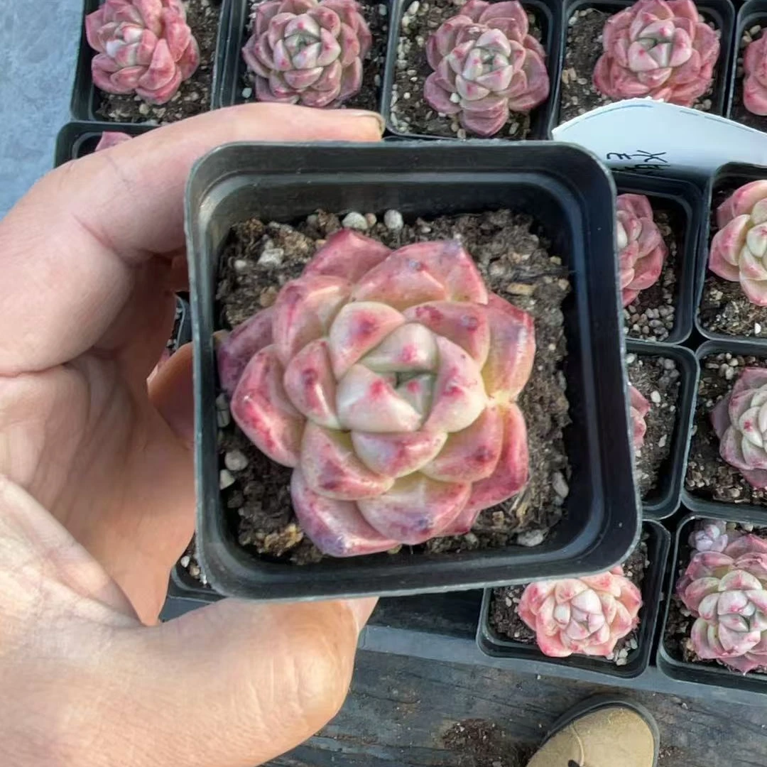 麦秆珍妮单头起多肉植物