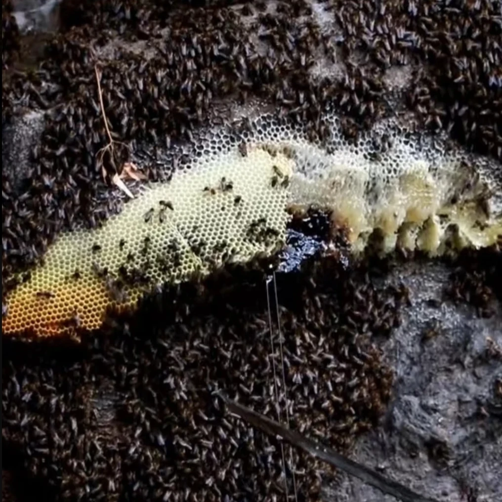 精选高山【黑蜂蜜】珍藏500g   舟舟专属