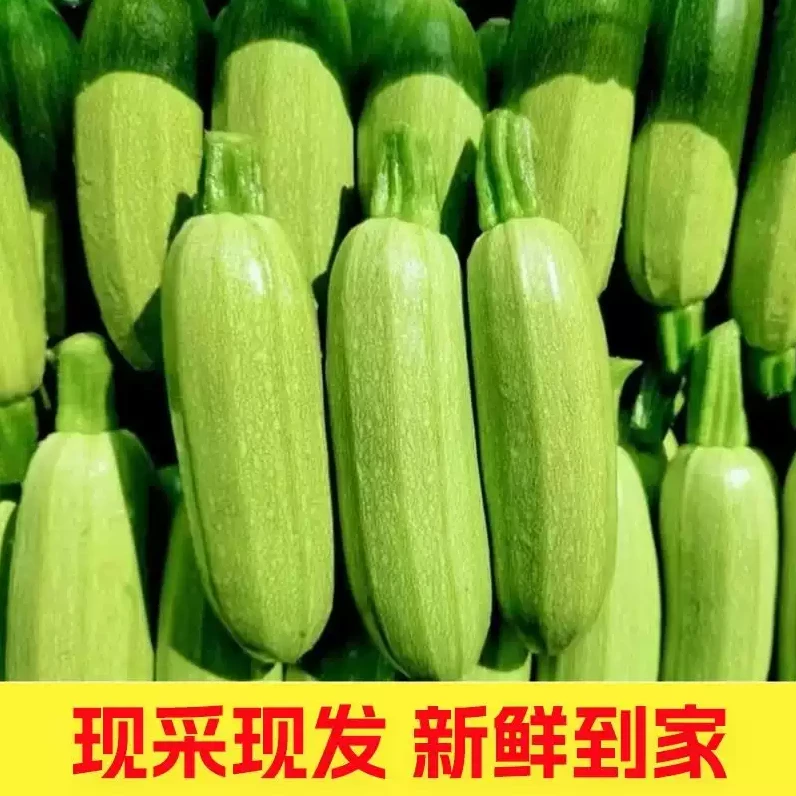 新鲜西葫芦5斤笋瓜三月瓜菜瓜茭瓜番瓜应季蔬菜现摘现发