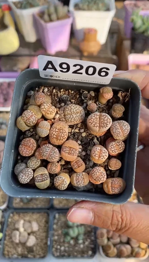 【闪购商品】9206直播一物一拍