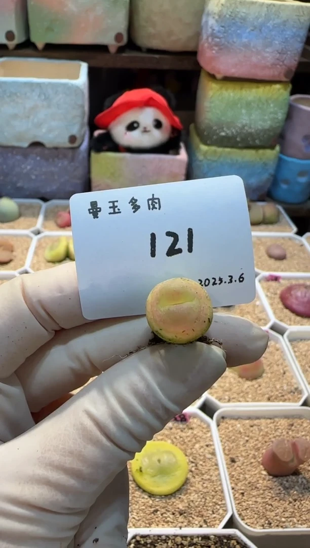 【闪购商品】25.3.6-121